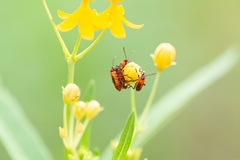 Oncopeltus cingulifer