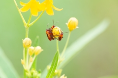 Oncopeltus cingulifer