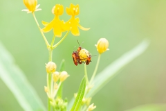 Oncopeltus cingulifer