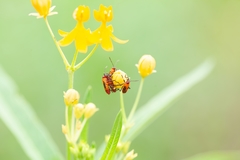 Oncopeltus cingulifer