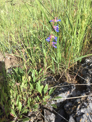 Penstemon humilis