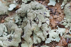 Xanthoparmelia maricopensis