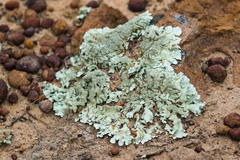 Xanthoparmelia maricopensis