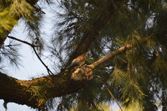 Turdus rufopalliatus