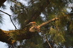 Turdus rufopalliatus