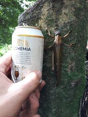 Tropidacris cristata grandis