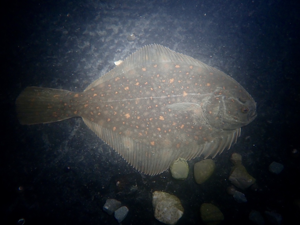 Black flounder (Rhombosolea retiaria) — Pleuronectidae