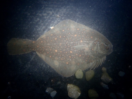 Black flounder (Rhombosolea retiaria) — Pleuronectidae