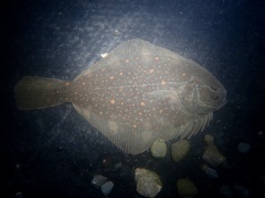 Black Flounder photo 3