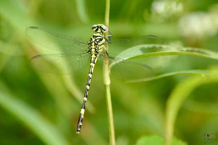 Anisogomphus yingsaki