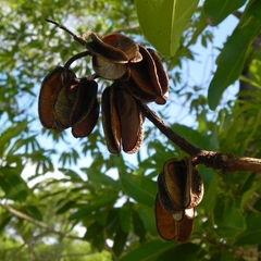 Vochysia (Vochysia)