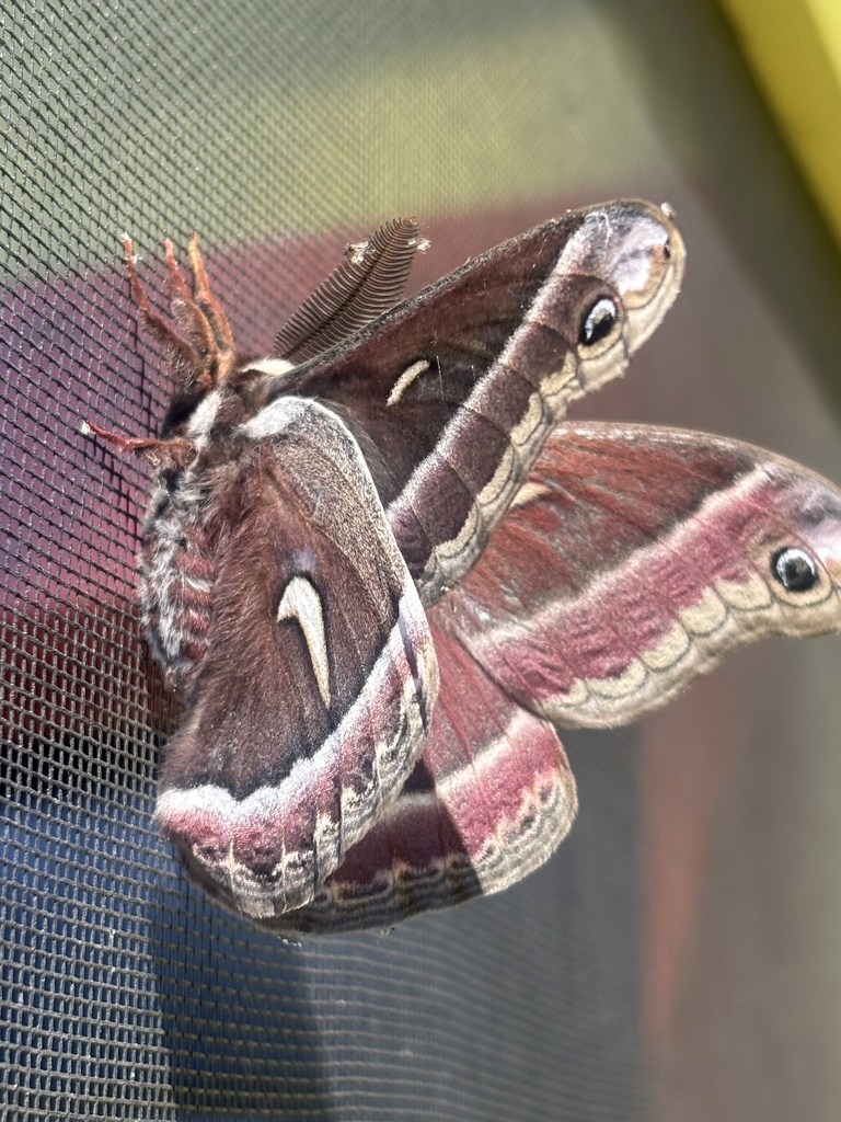 Ceanothus Silk Moth from Quadra Island, Strathcona J (Discovery Islands ...