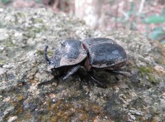 Trichogomphus mongol