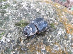 Trichogomphus mongol