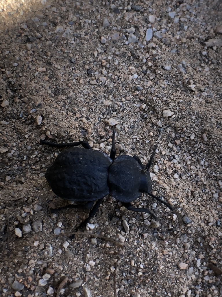 Microschatia inaequalis