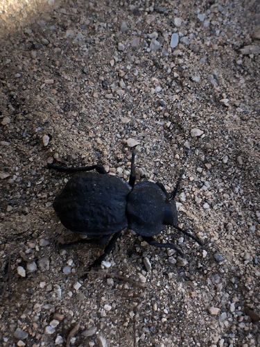 Microschatia inaequalis