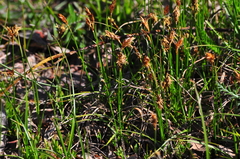 Carex duriuscula