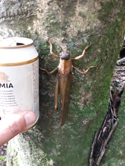 Tropidacris cristata grandis