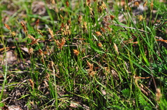 Carex duriuscula