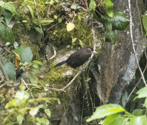 Sooty Babbler (Stachyris herberti), photo 3