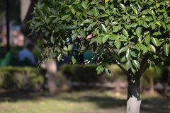 Pyrocephalus rubinus