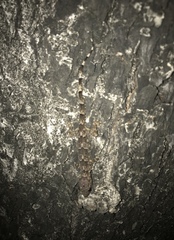 Hemidactylus mabouia