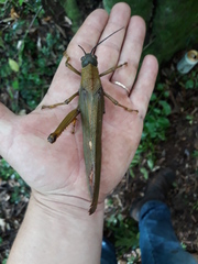 Tropidacris cristata grandis