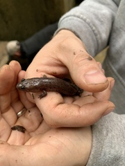 Desmognathus brimleyorum