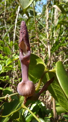 Aristolochia tamnifolia