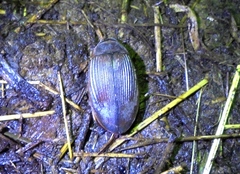 Dytiscus circumcinctus