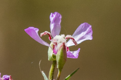 Clarkia delicata