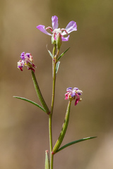Clarkia delicata