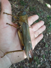 Tropidacris cristata grandis