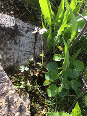 Lithophragma parviflorum