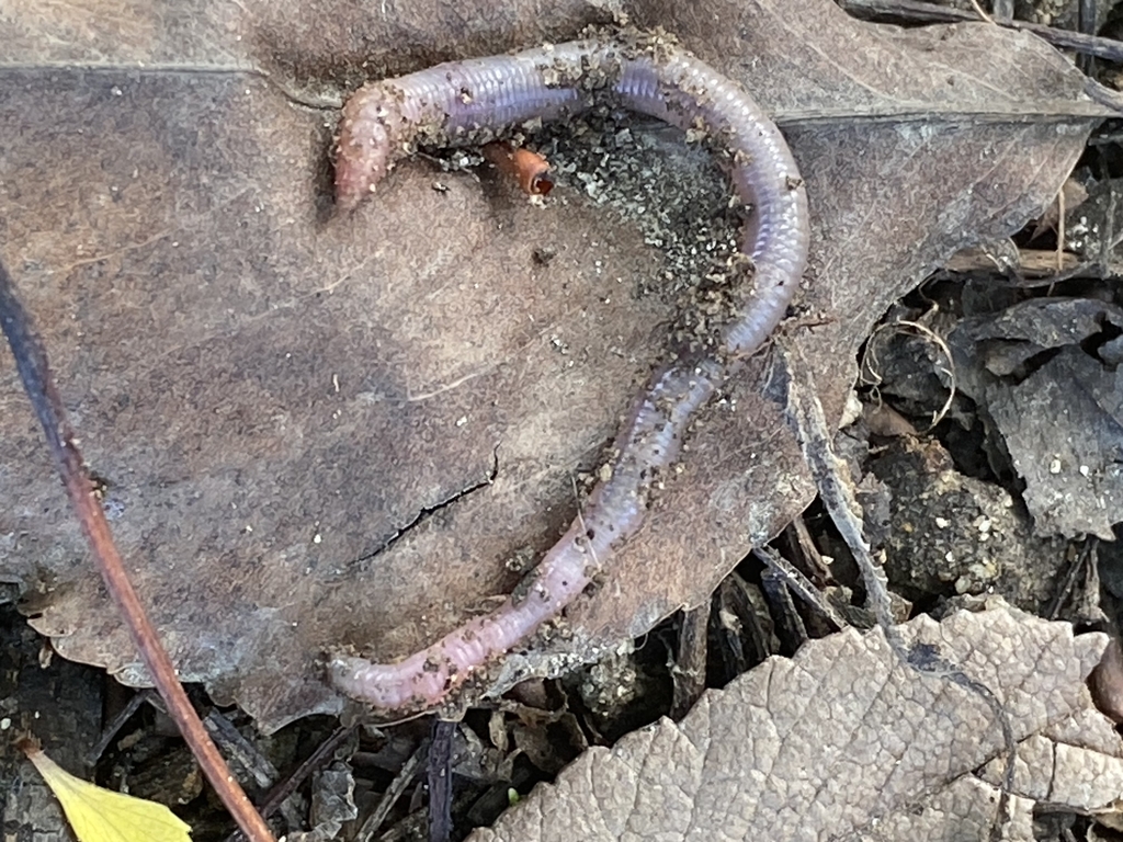 Lumbricid Earthworms from Cerritos, CA, USA on April 11, 2024 at 07:30 ...