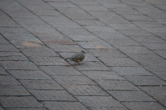 Columbina inca
