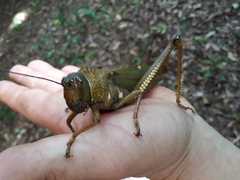 Tropidacris cristata grandis