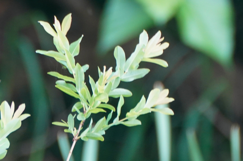 Image of Salix integra by (c) WATANABE Hitoshi 渡辺仁, some rights reserved (CC BY)