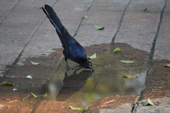 Quiscalus mexicanus