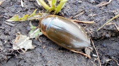 Dytiscus circumcinctus