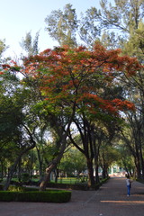 Angiospermae
