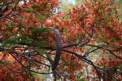 Angiospermae