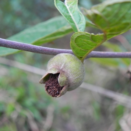 Campomanesia pubescens (Campomanesia pubescens)