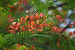 Angiospermae