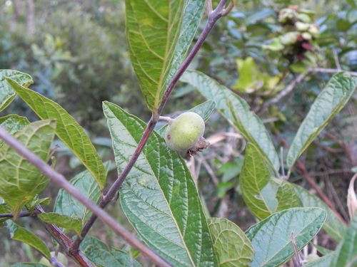 Image of Campomanesia pubescens by (c) Thomaz Ricardo Favreto Sinani, some rights reserved (CC BY)
