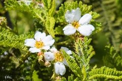 Chamaebatia australis