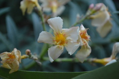 Angiospermae