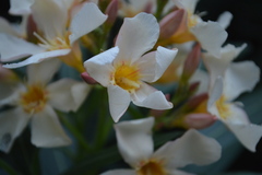 Angiospermae
