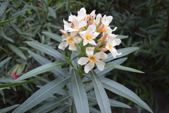 Angiospermae
