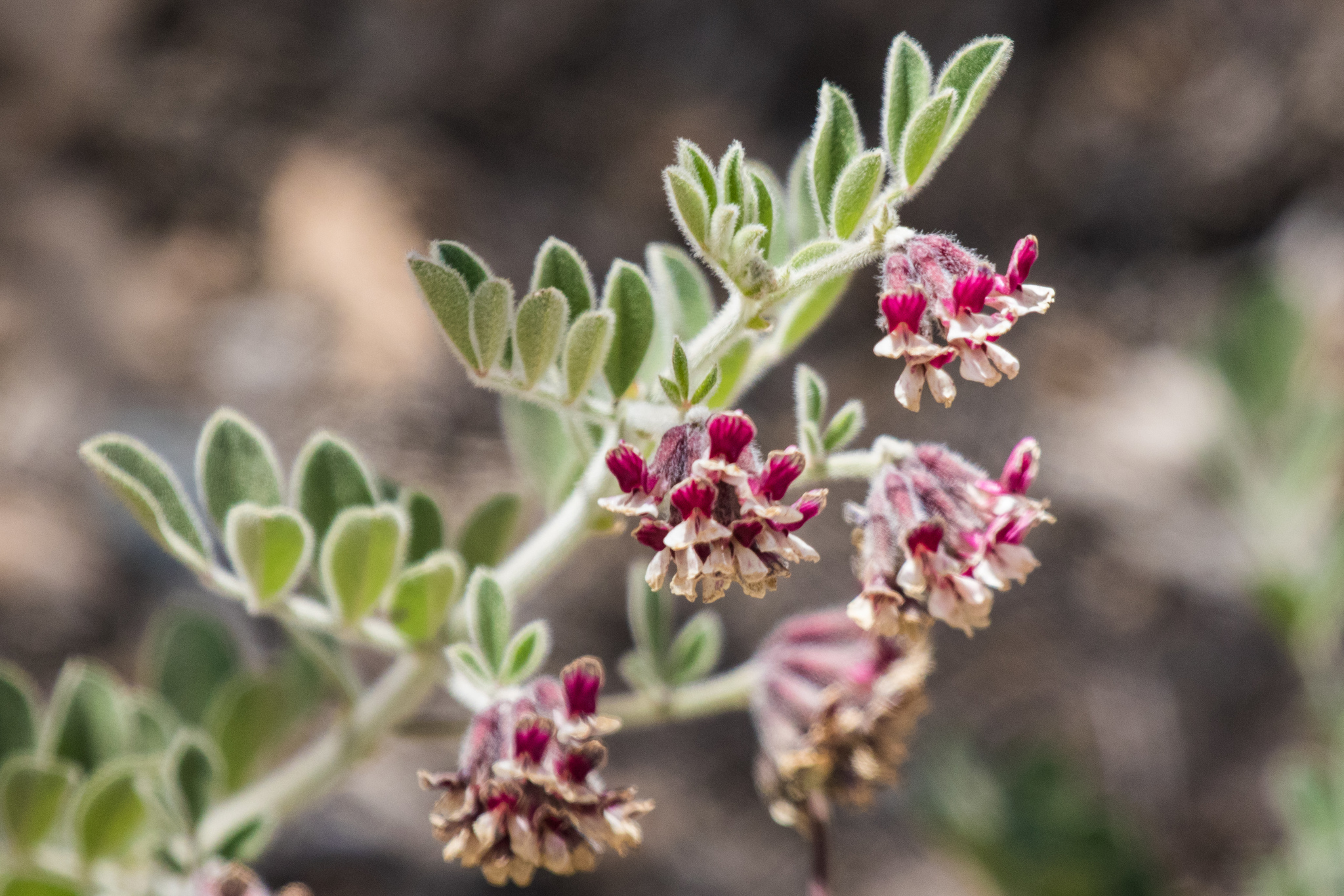 Hosackia crassifolia var. otayensis